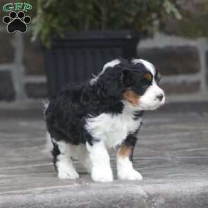 Zoey, Cavapoo Puppy